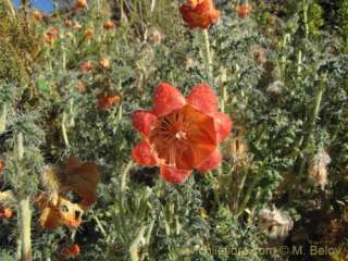 image of caiophora chuquitensis altitude 2900 3200 m 6 20 2009 latin 