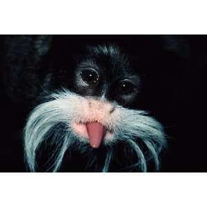   Geographic, Funny Tamarin, 20 x 30 Poster Print