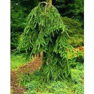  Weeping Norway Spruce Frohburg 3   Year Graft Patio, Lawn 