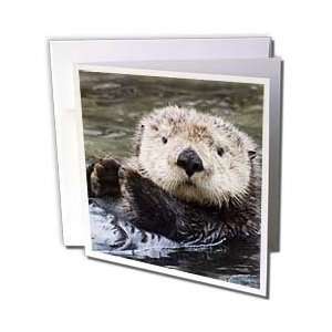  VWPics Animals   Sea Otter (closeup).(Enhydra lutris 