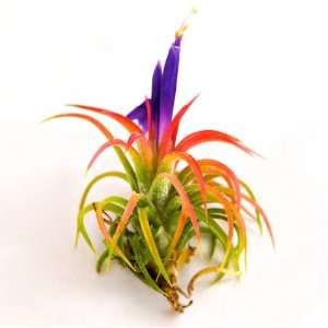   Plants   Ionantha Mexican   5 Air Plants   Great Price Patio, Lawn