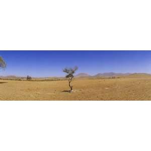  Argan Tree in a Plowed Field, Marrakesh, Morocco Landscape 