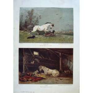 Youth & Age Of Horse Fine Art By Hallatz 1884 Old Print
