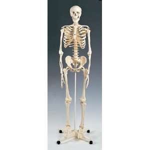  Skeleton Model Plastic (Catalog Category Physician 