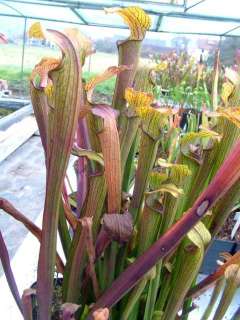 Sarracenia rubra ssp. alabamensis Typ Koenig   Schlauchpflanze   10 