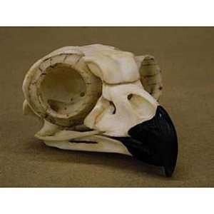  Great Horned Owl Skull and Claw Industrial & Scientific