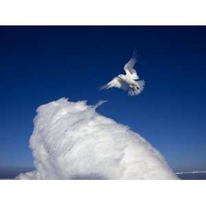  An ivory gull lands on a chunk of upturned sea ice 