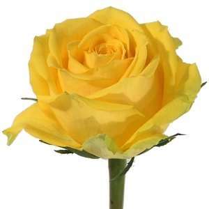 Send Fresh Cut Flowers   100 Long Stem Yellow Roses Wholesale  