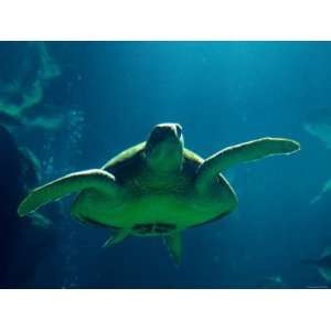  Underwater Shot of Scaley Turtle Swimming in Clear Water 
