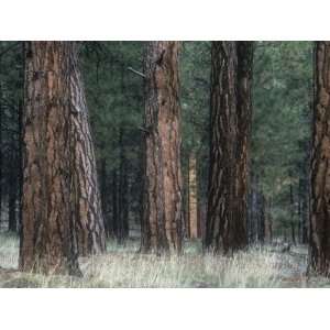 Understory Vegetation and Bark of a Ponderosa Pine Forest 