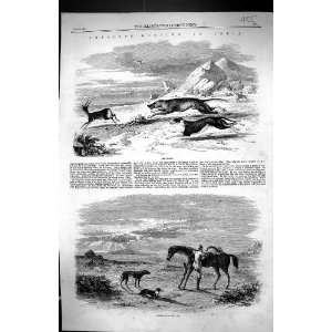   Hunting India Sport Horse Hounds Dogs Huntsman