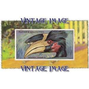   Fridge Magnet Bird Crowned Hornbill Vintage Image