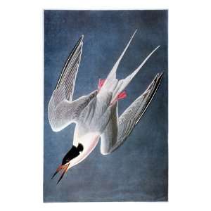  Audubon Tern Giclee Poster Print