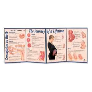 3B Scientific W43151 Conception to Birth, The Journey of a Lifetime 