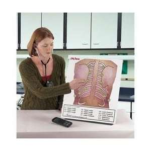  Posterior Auscultation, Board Only