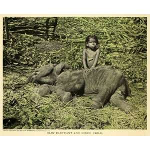 1907 Print Wild Baby Elephant Hindu Child Hunting   Original Color 