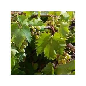  10,000 foot of natural fresh muscadine grape vine for 