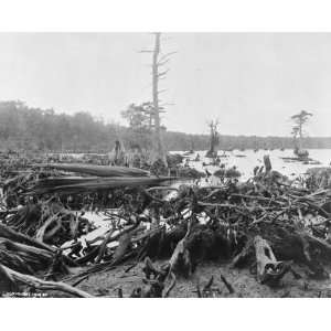  1906 photo Scene in the Dismal Swamp, Virginia graphic 