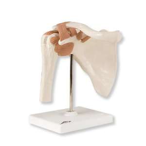  3B Scientific Functional Shoulder Joint Health & Personal 