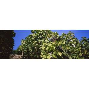  Grapes Hanging on Plants in a Vineyard, Vaihingen an Der 