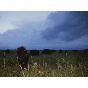  American Bison Graze under a Threatening Evening Sky 