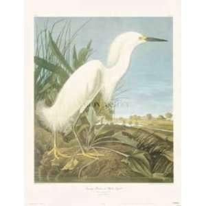    John James Audubon   Snowy Heron Or White Egret