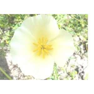   White Linen Flower Seeds with  Patio, Lawn & Garden