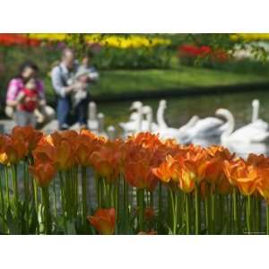  Tulips, Tourists and Swans in Keukenhof Gardens, Amsterdam 