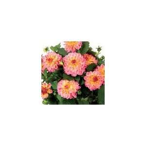  Dahlia Dahlinova Hypnotica® Rose Bicolor Plant Patio 