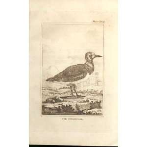  The Turnstone 1812 Buffon Birds Plate 202
