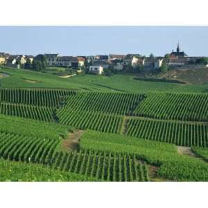  Marne, Champagne, Cramant Village and Vineyards, France 