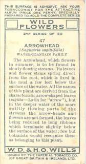 47 Arrowhead Sagittaria sagittifolia Water Plantain Fa  