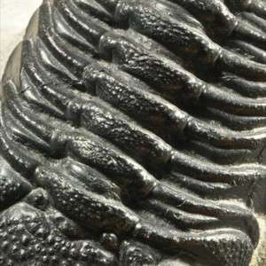 E452  BIG 3D DEVONIAN TRILOBITE Phacops sp.  