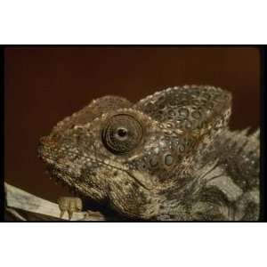   Close Up Animal Canvas Art Chameleon waiting for prey