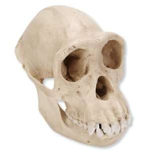   VP760/1 Female Chimpanzee Skull (Pan Troglodytes), 6.7 x 4.5 x 5.5