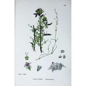  Botany Plants C1902 Clover Dodder Cuscuta Trifolii
