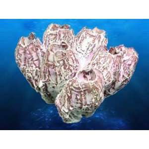  Coral Replica   Barnacles 5x4.5x4 