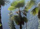 10 Palm Tree Seeds  TRACHYCARPUS NAINITAL  Fast Growing items in 