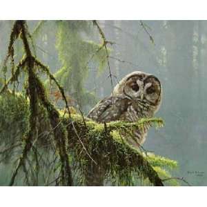  Robert Bateman   Mossy Branches Spotted Owl