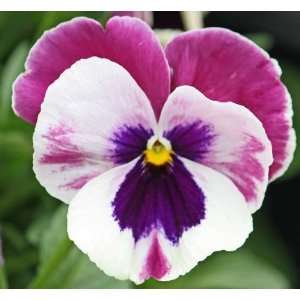  Miss Laverne Pansy Flower Seed Pack Patio, Lawn & Garden