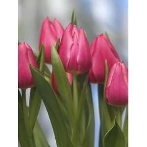  Tulip Christmas Marvel cherry pink 10_bulbs Patio, Lawn 