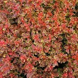  BARBERRY GOLDEN RUBY / 2 gallon Potted Patio, Lawn 