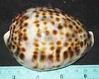 97 mm UNCOMMON LINE Cypraea Tigris Cowrie Seashell #7