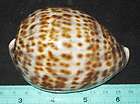 95 mm UNCOMMON LINE Cypraea Tigris Cowrie Seashell #5