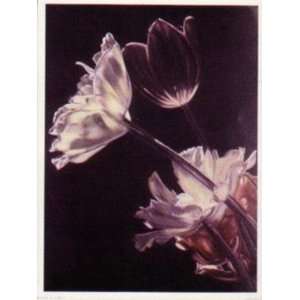  Mixed Tulips   Poster by Charles M. Russell (13x17)