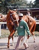 Secretariat 1973 Belmont Stakes Photo #3 8 x 10  