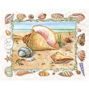  Conch & Shells