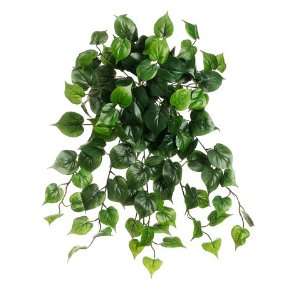  25 Philodendron Hanging Bush w/126 Lvs. Green (Pack of 36 