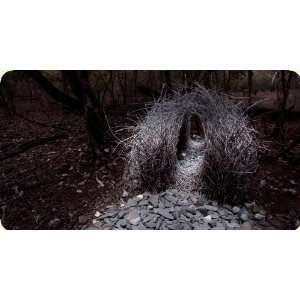  Bowerbird Mouse Pad