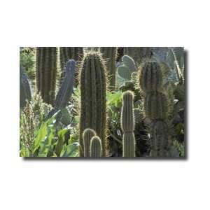  Cactus Boyce Thompson Southwestern Arboretum Superior Arizona 